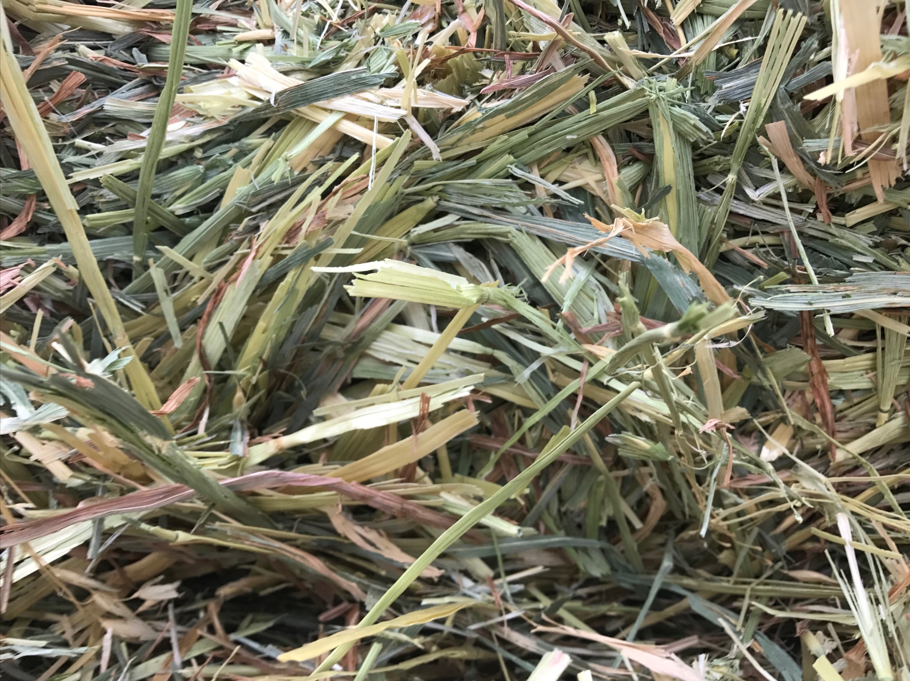 Oaten Hay 8x4x3 500 x 620 KG Approx Bales & Shedded Hay